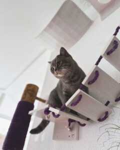 Kattenbrug waarop een kat om zich heen kijkt.