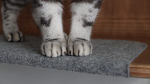 Een kat staat op een muurbed van Petshonk. De foto is zo ingezoomd dat alleen de poten en het vilt waar de kattenpoten op staan, goed zichtbaar zijn. 