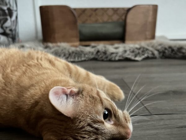 Houten hondenmand Pineo