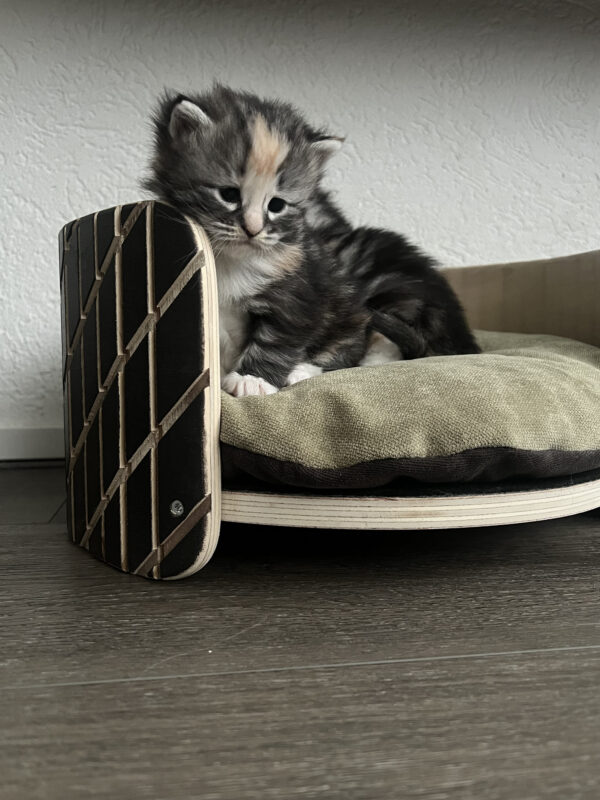 Houten kattenmand Element voorzien van kussen Kiboq, waar een jonge kitten op ligt.