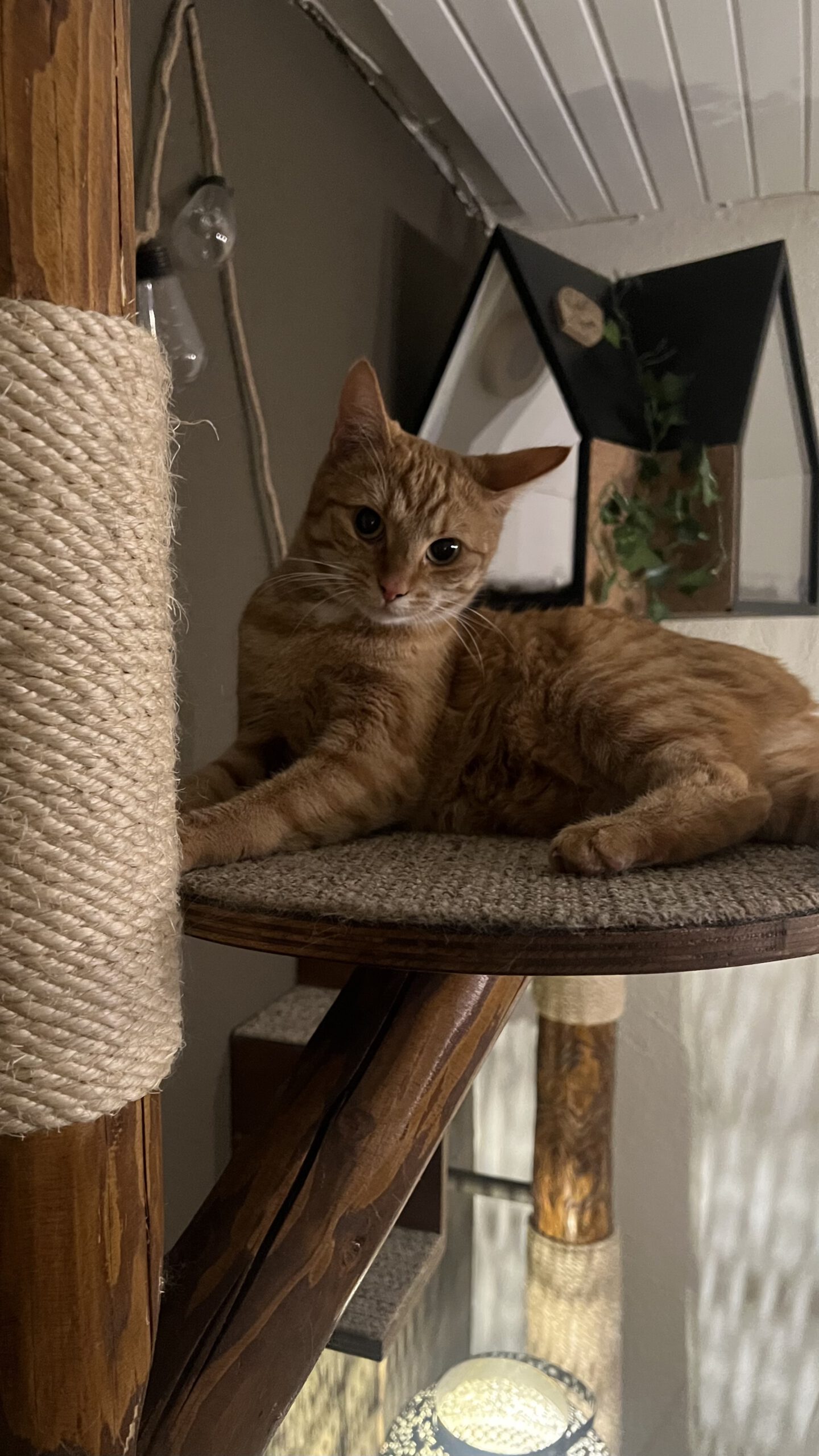 Verhoog het speelplezier van jouw kat