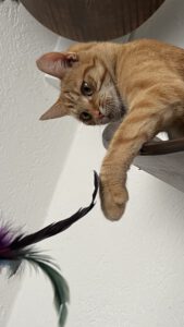 Een rode poes die speelt met een kattenveertje, terwijl ze lekker licht op een muurbed van Petshonk