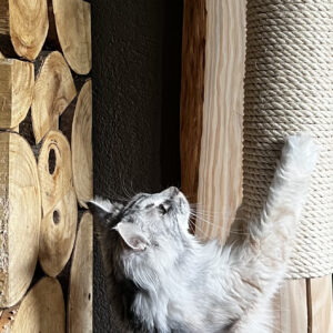 Aurelia Cat Wall Nature
